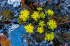 Stonecrop wildflowers in lichen encrusted rocks in Glacier National Park, Montana, USA. Art Print